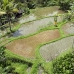 rice_kom_ubud_v_0139_bal5230.jpg